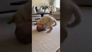Baby &amp; Puppy Rolling Joy👶🐶 | Active Play 🐾😊| Charming Moments 🤼🐾👶