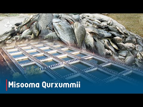 Godina Shawaa Bahaatti Dargaggoonni Misooma Qurxummii Irraa Fayyadamaa Jiru Ebc Etv Afaan Oromoo