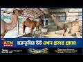 মরুভূমির উট এখন প্রত্যন্ত গ্রামে! | Camel Farm | Jessore | Livestock | ATN News