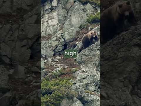 Mama Bear Guides Her Tiny Cub Out of Their Winter Hideout #animals #documentary #bears
