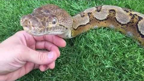 Having strokes with 10ft Reticulated Python outside.