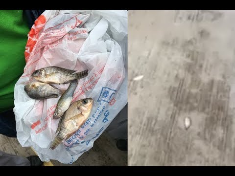 ¿Lluvia de peces en Tampico, México? (Explicación) 2017