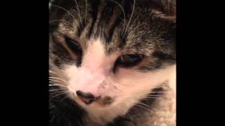 Cat House by Brasso Bob Harrison 34 views 8 years ago 2 minutes, 57 seconds