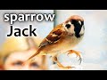 Воробей Джек. Ручной воробей/Jack the tame sparrow