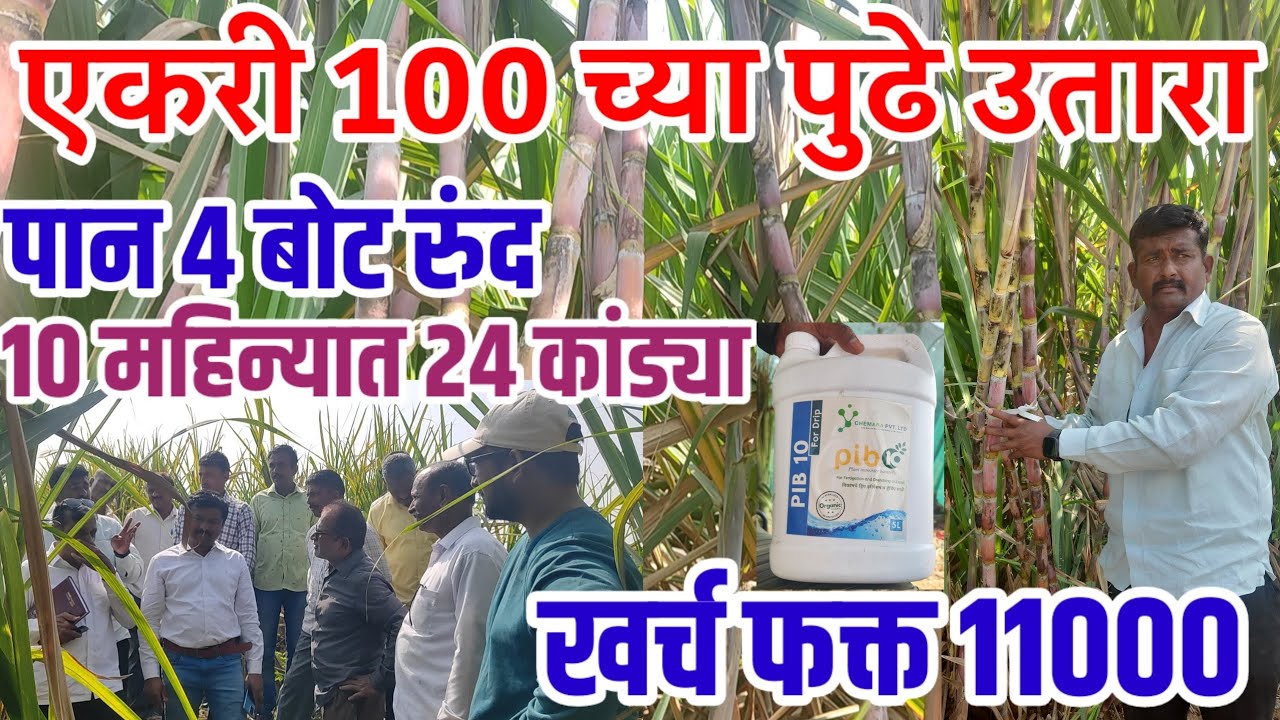 फक्त 11 हजारात 100 टनाच्या पुढे उतारा,10 महिन्यात 24 कांड्या,पान 4 बोट रुंद,sugercane,ऊस,visionvarta
