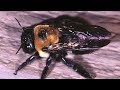 Carpenter Bees In Manahawkin NJ 732-504-3758 Ozane.com