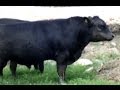 Angus Yetiştiriciliği - Angusların özellikleri, Et çiftliği hakkında genel bilgi - 4. Bölüm