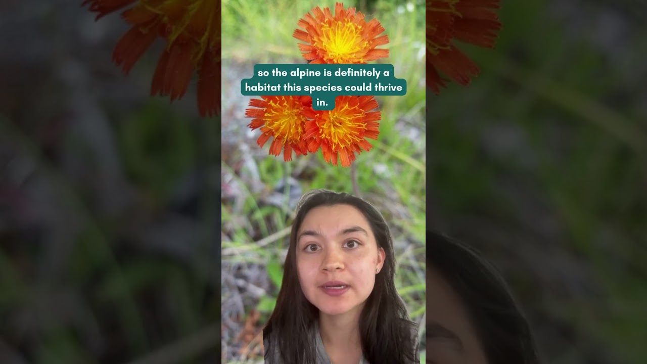 Could Orange Hawkweed potentially be a problem for our alpine habitats?