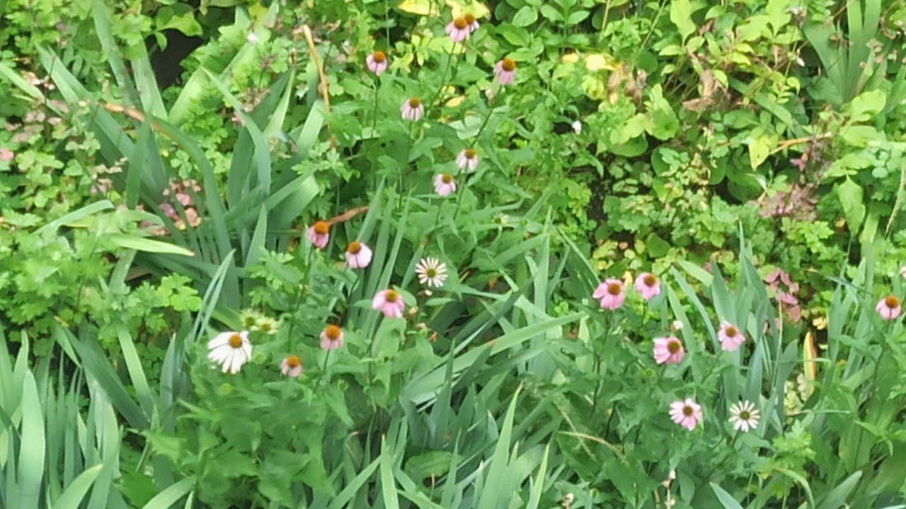 9 июля 2023 г Краматорск. УТРО//НОЧЬЮ БЫЛО ГРОМКО????ПОХОЛОДАЛО//Буся ...