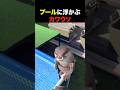 プールに浮かぶカワウソ