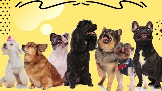 Best Small Dogs To Own In 2021 by TOP BEST PETs 12 views 2 years ago 7 minutes, 7 seconds