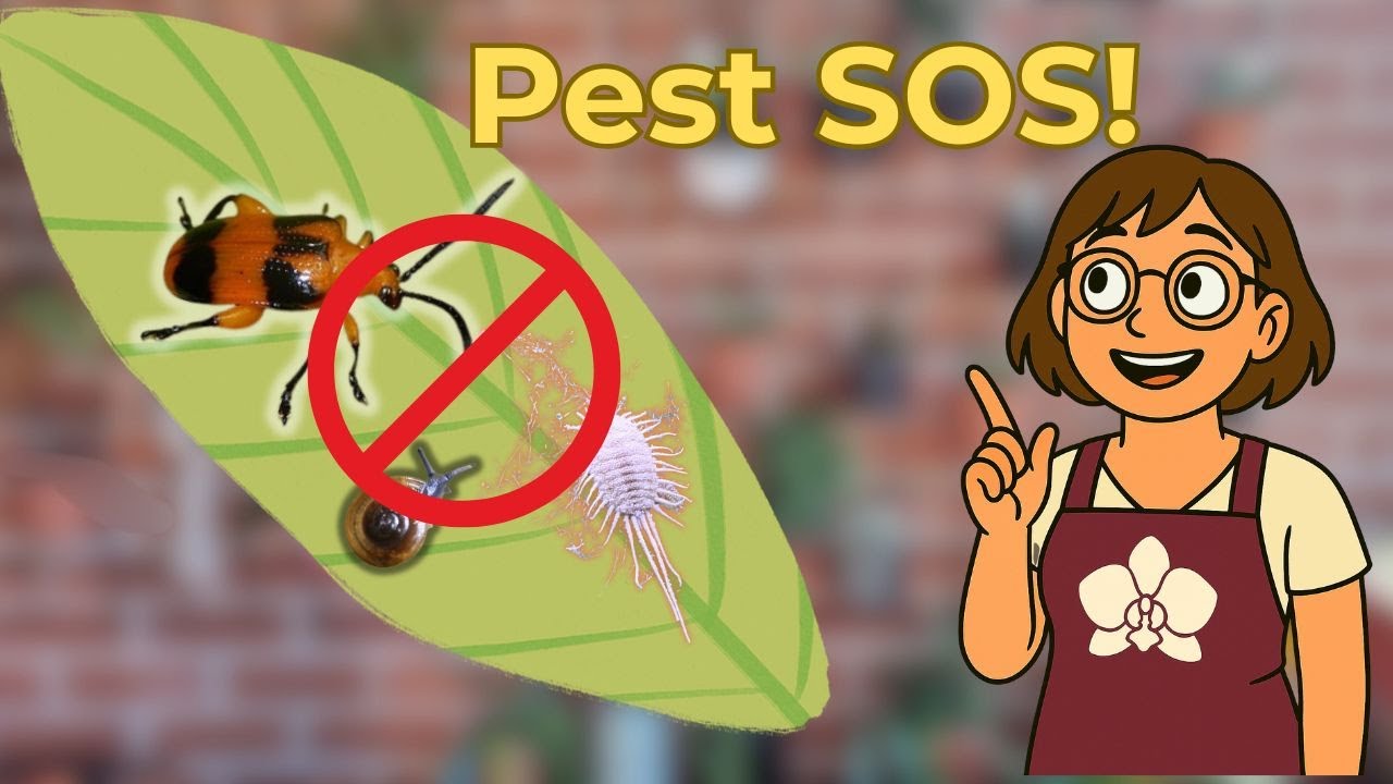 Save Your Orchids! Easy Pest Control Tips for Beginners