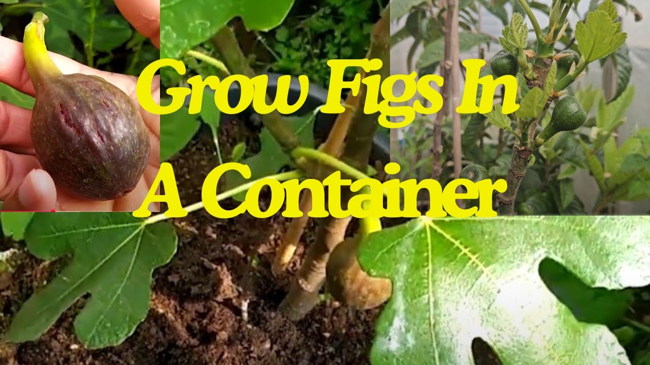 Container Fig Grow Figs In A Container #figs - YouTube