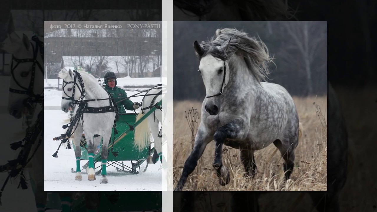 ⁣орловские рысаки