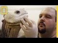 Life After Death: Extinct Animals Immortalized With Taxidermy | National Geographic