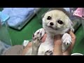 Dem Cute Fennec Foxes Are Blinded By Love (Part 1) | Kritter Klub