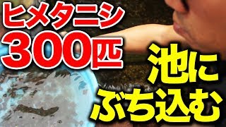 【庭の池】ヒメタニシ300匹を池にぶち込む 池を綺麗にしてくれい！ 2019.9.17