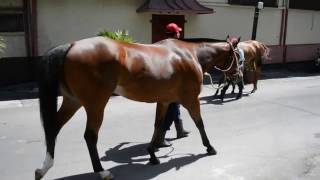 Race 6 - Horse 1 - Belong To Me screenshot 3