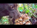 ワンコと山へキノコ探しに行ってみた結果。。