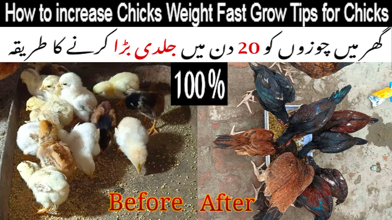 🍗How to increase Chicks Weight Fast Grow Tips for Chicks chozo ko jaldi