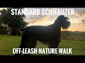 Standard Schnauzer Off-Leash Nature Walk の動画、YouTube動画。