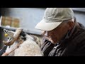 Farming life S2E3: preparing swaledale sheep 🐑