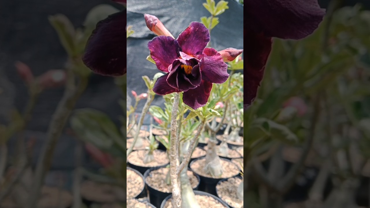 Adenium Purple Black 