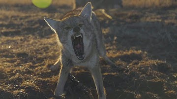 Coyote Trapping With Robert Waddell Part II - The Management Advantage