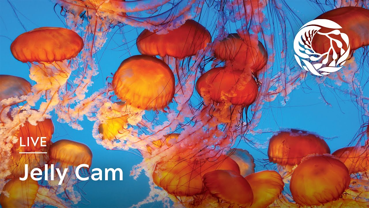 Live Jelly Cam | Monterey Bay Aquarium
