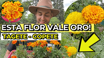 ¿Cómo se llaman las flores para muerto?