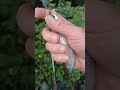 Dace and Chub on the Kentish Stour