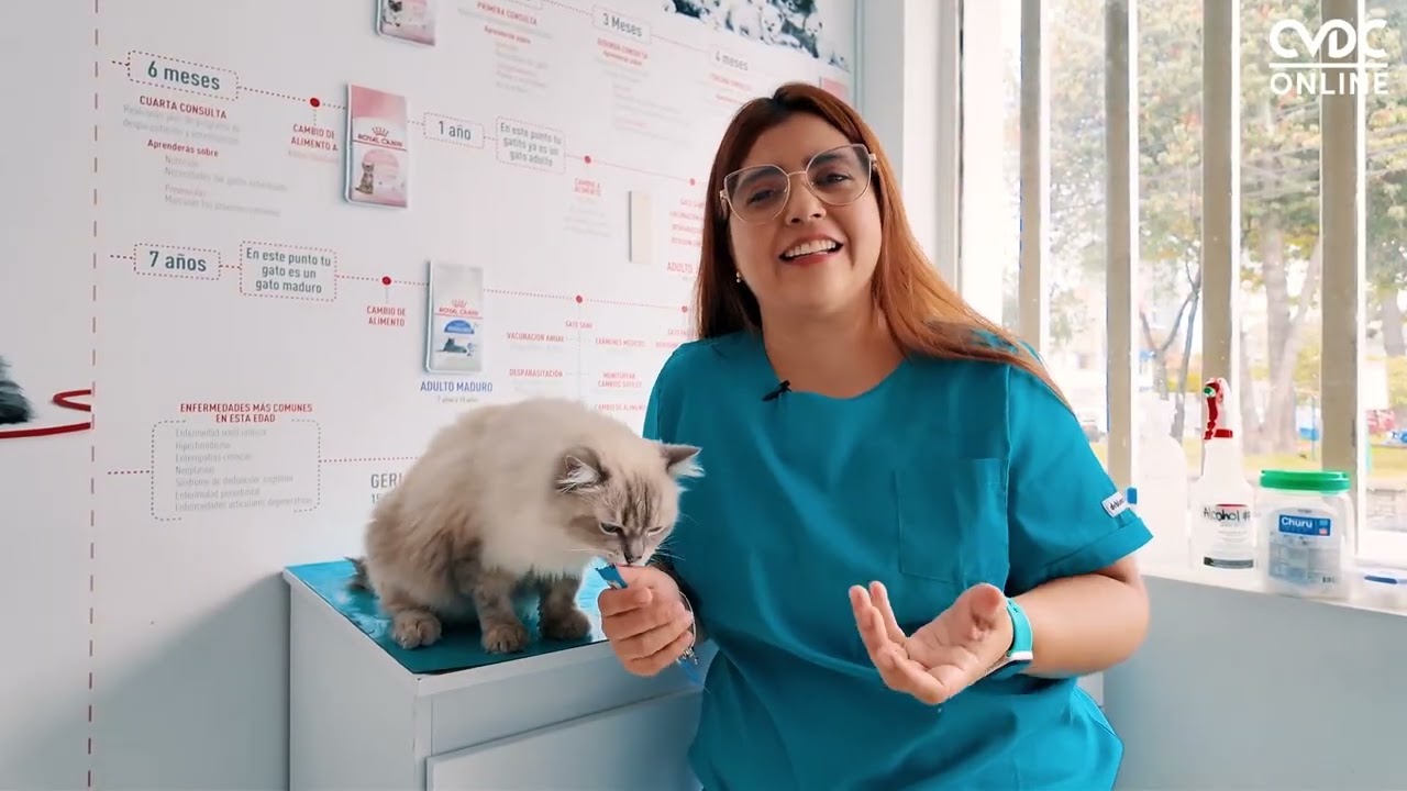 Cat Medical Care