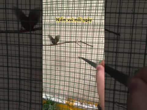 Video Cho chim sâu đầu đỏ ăn - cách thuần chim #chimcanhmiennui #chimhutmat7mau #birds #chimsâu - youtube