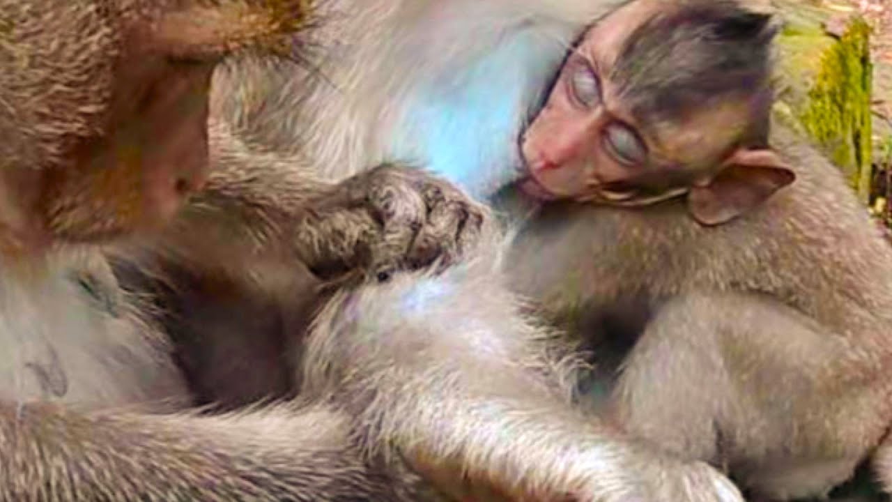 A Young Monkey Hang On and Sleep Well!