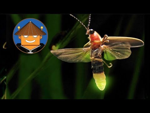 Video: ¿Son peligrosas las luciérnagas europeas?