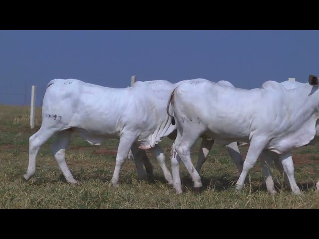 LOTE 20   14336 14375 14389 14490 14493 mp4