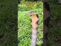 king cobra snake #snake #cobra #kingcobra #kingkobra #youtube #1million #wildliferescue #wildlife