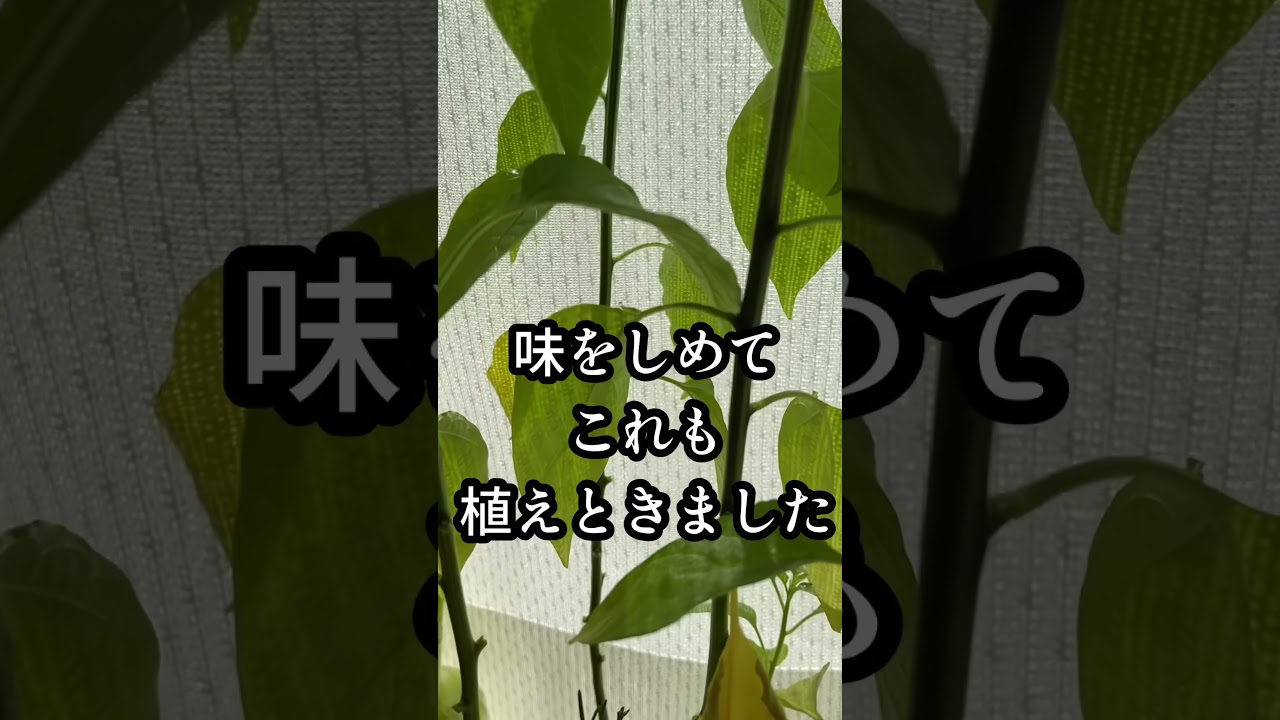 YouTubeでガチャガチャの鷹の爪#shorts #鷹の爪#ガチャガチャを視聴 YouTubeでガチャガチャの鷹の爪#shorts #鷹の爪#ガチャガチャを視聴