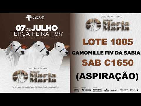 LOTE ASP  1005   SAB C1650