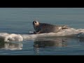 Rob Bonta challenges Trump administration plan to revise Endangered Species Act