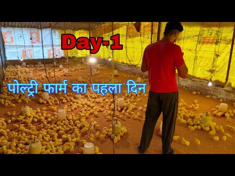 Day-1,opening of chicks in my poultry farm, Poultry Farming