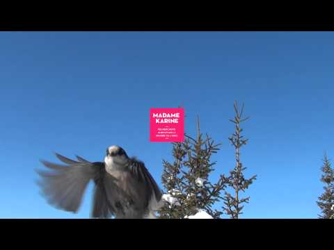 Magpie - MAN0000064