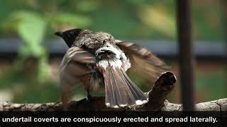 Redvented bulbul  | Courtship display