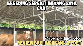 Breeding sapi setiap tahun hasilkan pedet