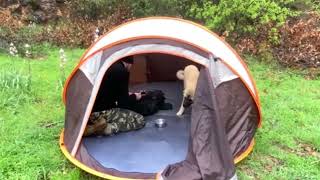 camping big rain tent with my dog by gaxtent 4,420 views 6 months ago 2 minutes, 10 seconds