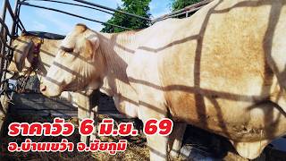 ราคาวัว 6 มิถุนายน 2569 อ.บ้านเขว้า จ.ชัยภูมิ เปิดวันพุธและวันเสาร์