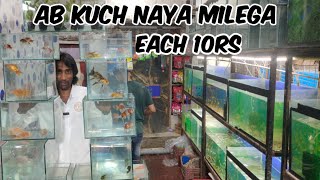 sabse sasta offer king's fish world pet's hub Hyderabad | Persian cat's grooming | 10 rs each fish