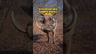 AYO KEJAR AKU! 😝 Babi hutan tercepat dari Afrika 😱 #shorts #animals #babi