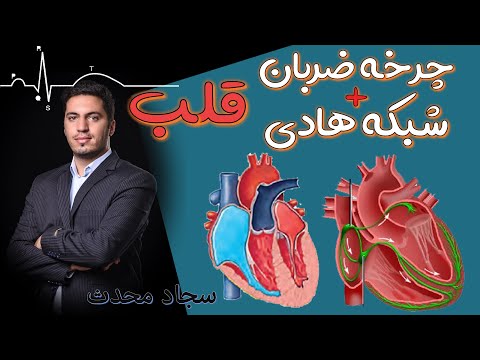 چرخه ضربان قلب و شبکه هادی قلب نکته و تست کنکور 1401 یک بار برای همیشه 