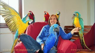 144 - Vstupte do království papoušků. Vzpomínka na zážitky s papoušky v letech 2010 až 2020.